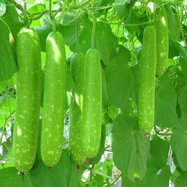 Trẻ ngộ độc thực phẩm do ăn bầu xào: Cảnh báo 3 loại quả đắng càng ăn càng độc - Ảnh 4. Trẻ ngộ độc thực phẩm do ăn bầu xào: Cảnh báo 3 loại quả đắng càng ăn càng độc - Ảnh 4.